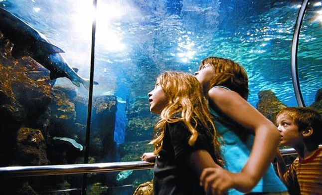 Resultado de imagen de aquarium barcelona nens